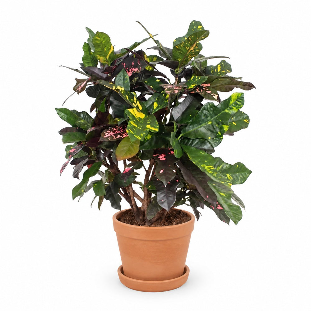 Codiaeum Magnificent (Croton Magnificent) (110cm, Ø27cm), Stylingbeispiel im Übertopf (Übertopf nicht enthalten)