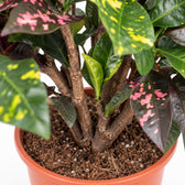 Codiaeum Magnificent (Croton Magnificent), Nahaufnahme Wuchs und Triebansatz