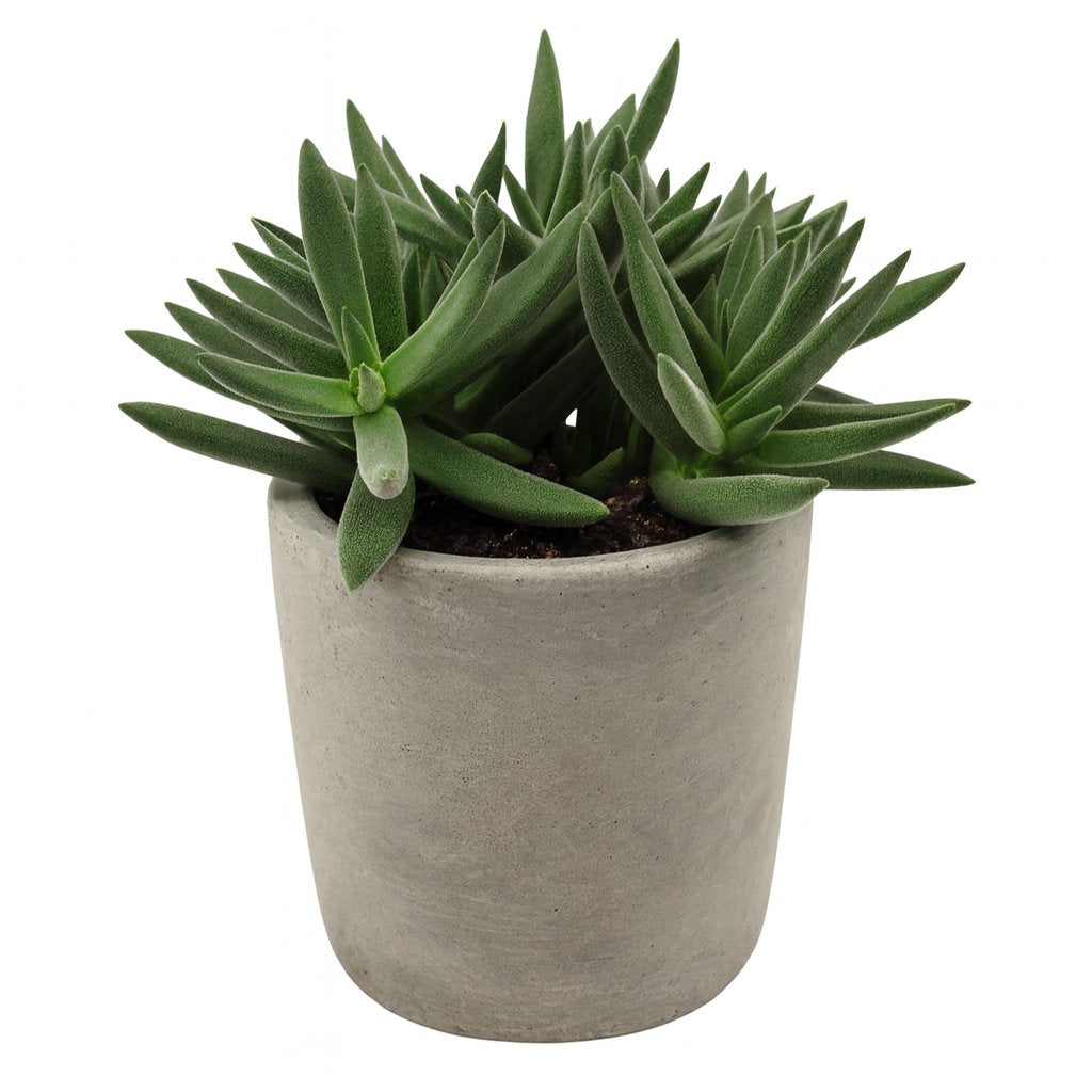 Crassula Tenelli 15cm im 11cm Topf