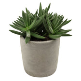 Crassula Tenelli 15cm im 11cm Topf
