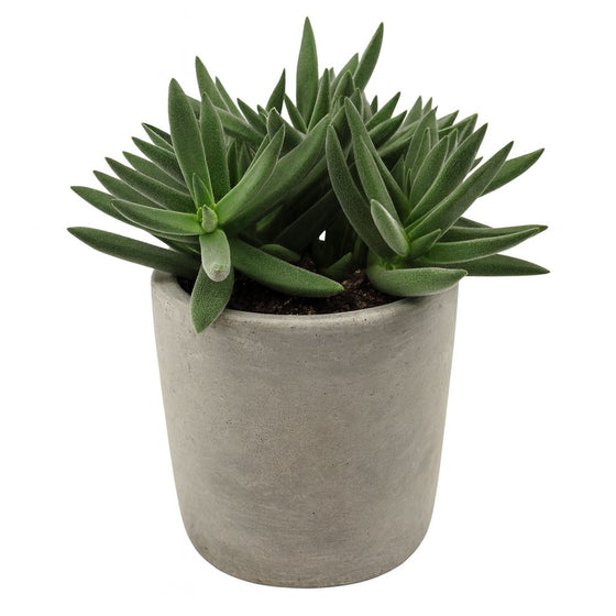 Crassula Tenelli