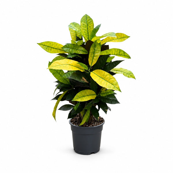 Croton Mrs. Iceton (65cm, Ø17cm) im Kulturtopf