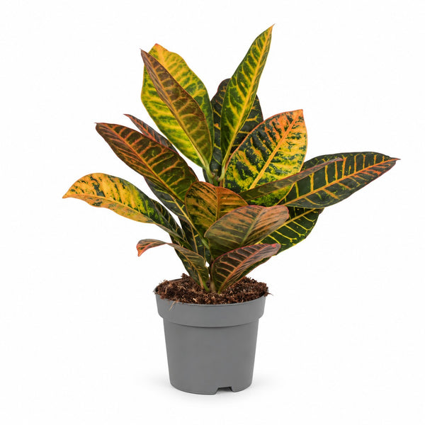 Croton Petra (45cm, Ø17cm) im Kulturtopf