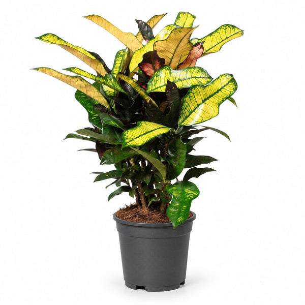 Croton Wilma (60cm, Ø17cm) im Kulturtopf