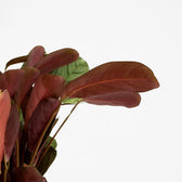 Ctenanthe Amagris 25cm im 14cm Topf Nahaufnahme