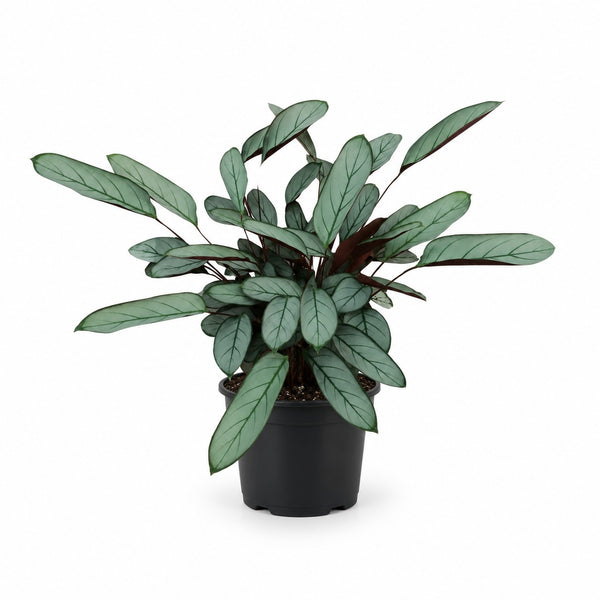 Ctenanthe Oppenheimiana (70cm, Ø17cm) im Kulturtopf