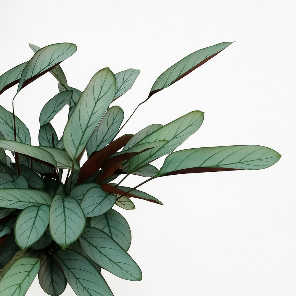 Ctenanthe Oppenheimiana 70cm im 17cm Topf Nahaufnahme