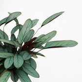 Ctenanthe Oppenheimiana 70cm im 17cm Topf Nahaufnahme