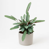 Ctenanthe Oppenheimiana 70cm im 17cm Topf