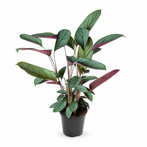 Ctenanthe Setosa - 60cm im Kulturtopf
