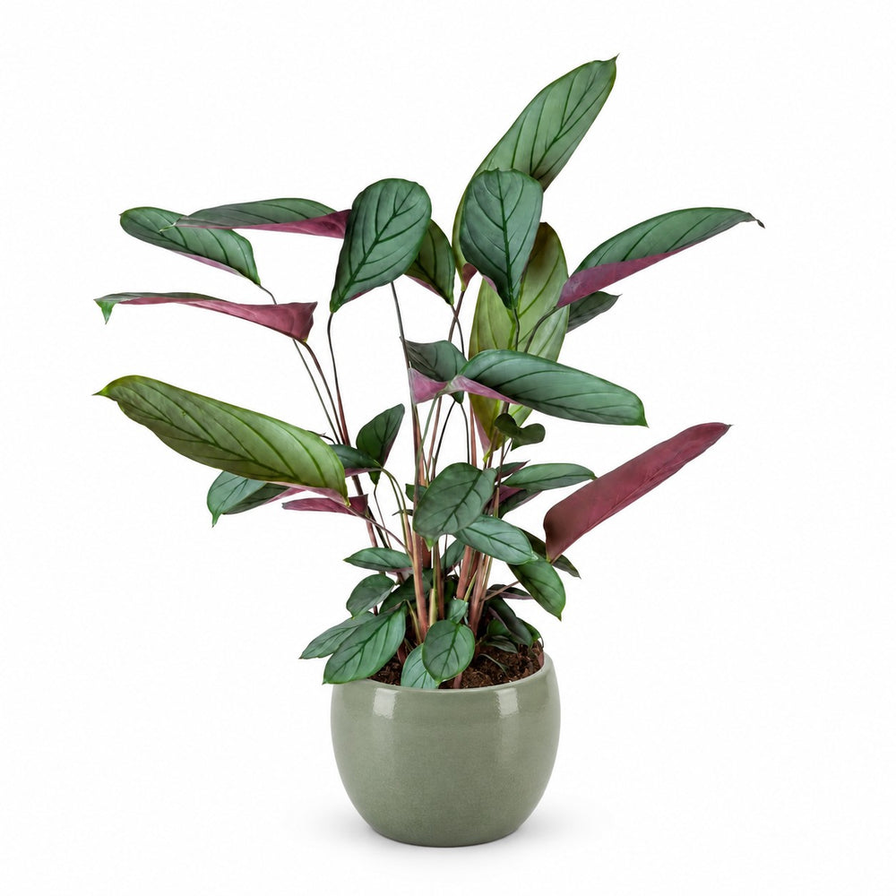 Ctenanthe Setosa - 60cm, Stylingbeispiel im Übertopf (Übertopf nicht enthalten)