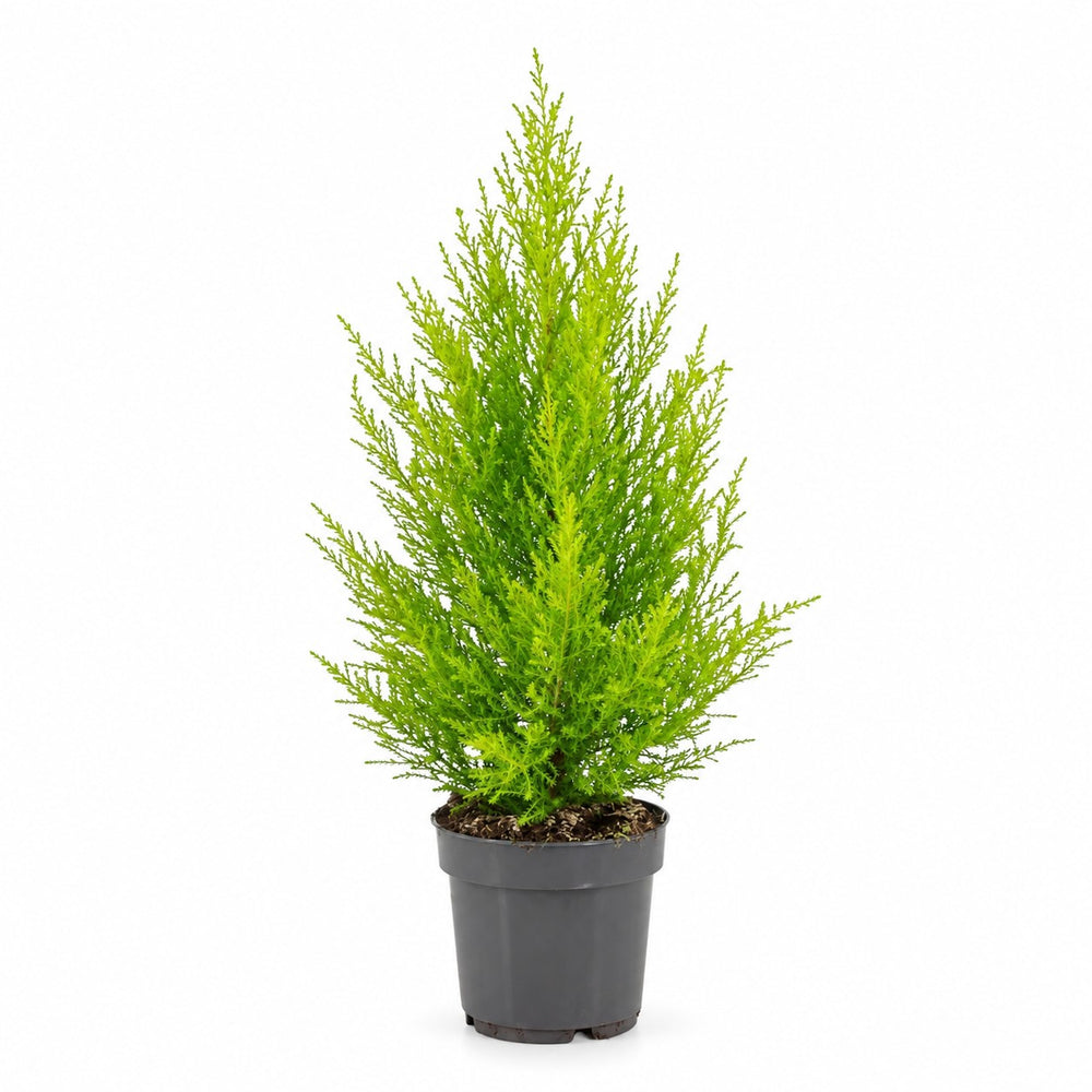 Cupressus Goldcrest Wilma - 55cm im Kulturtopf