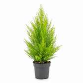 Cupressus Goldcrest Wilma - 55cm im Kulturtopf