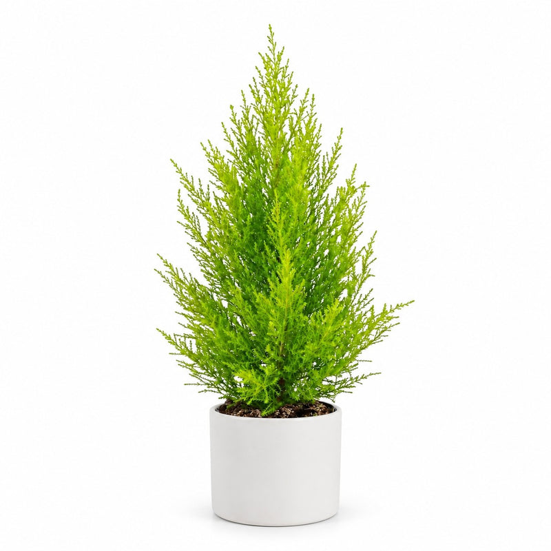 Cupressus Goldcrest Wilma - 55cm Detail