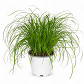 Cyperus Alternifolius - Katzengras (20cm, Ø12cm) im Kulturtopf