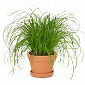 Cyperus Alternifolius - Katzengras (20cm, Ø12cm), Stylingbeispiel im Übertopf (Übertopf nicht enthalten)