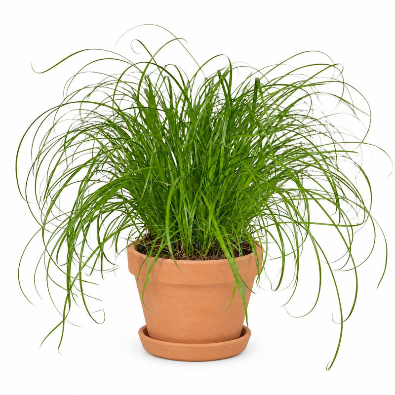 Cyperus Alternifolius - Katzengras Detail
