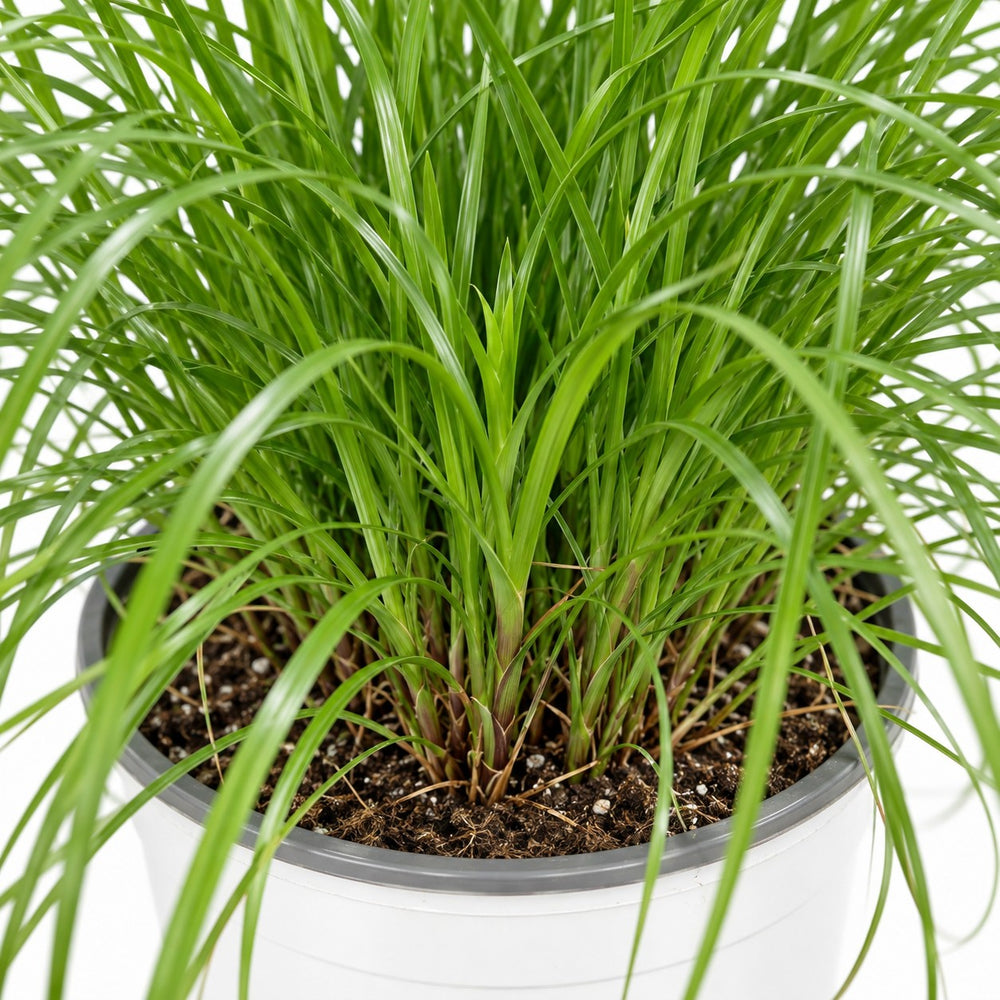 Cyperus Alternifolius - Katzengras, Nahaufnahme Wuchs und Triebansatz