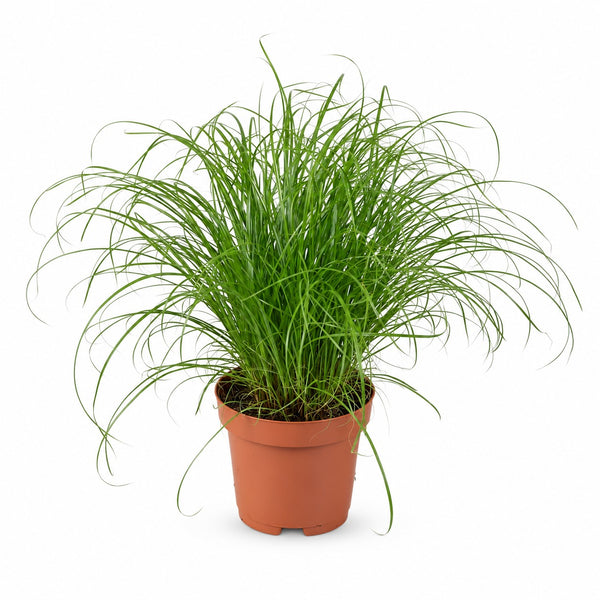 Cyperus Alternifolius Zumula (28cm, Ø12cm) im Kulturtopf