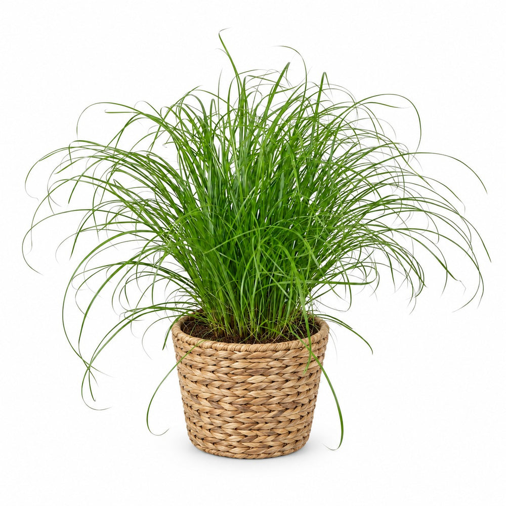 Cyperus Alternifolius Zumula (28cm, Ø12cm), Stylingbeispiel im Übertopf (Übertopf nicht enthalten)