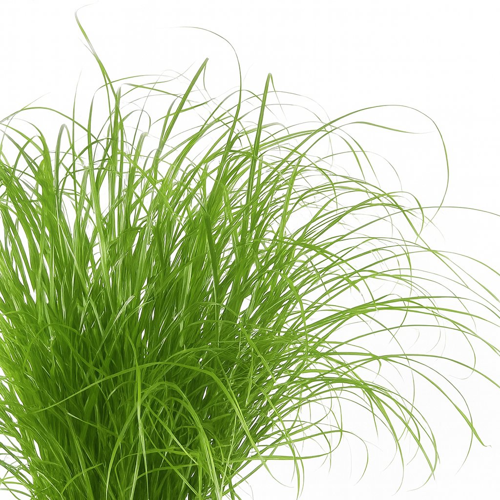 Cyperus Alternifolius Zumula 28cm Nahaufnahme