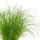 Cyperus Alternifolius Zumula 28cm Nahaufnahme