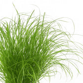 Cyperus Alternifolius Zumula 28cm im 12cm Topf Nahaufnahme
