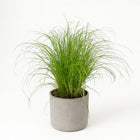 Cyperus Alternifolius Zumula 28cm