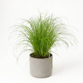 Cyperus Alternifolius Zumula 28cm im 12cm Topf