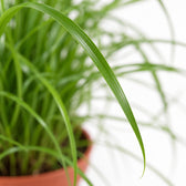 Cyperus Alternifolius Zumula, Nahaufnahme Blatt