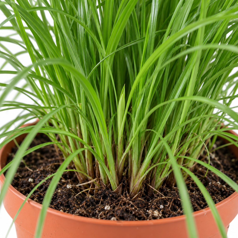 Cyperus Alternifolius Zumula, Nahaufnahme Wuchs und Triebansatz