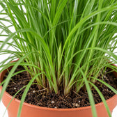 Cyperus Alternifolius Zumula, Nahaufnahme Wuchs und Triebansatz