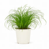 Cyperus Zumula Katzengras - 23cm im Kulturtopf