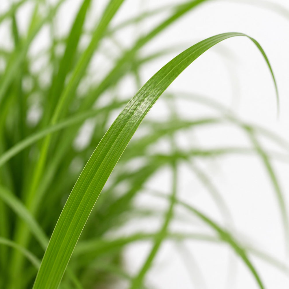 Cyperus Zumula Katzengras, Nahaufnahme Blatt