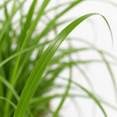 Cyperus Zumula Katzengras, Nahaufnahme Blatt