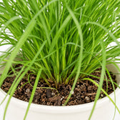 Cyperus Zumula Katzengras, Nahaufnahme Wuchs und Triebansatz