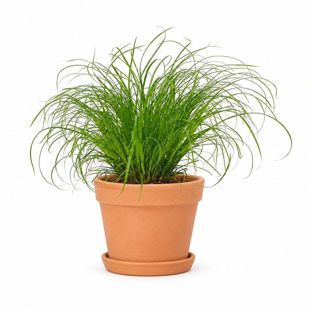 Cyperus Zumula Katzengras - 23cm, Stylingbeispiel im Übertopf (Übertopf nicht enthalten)