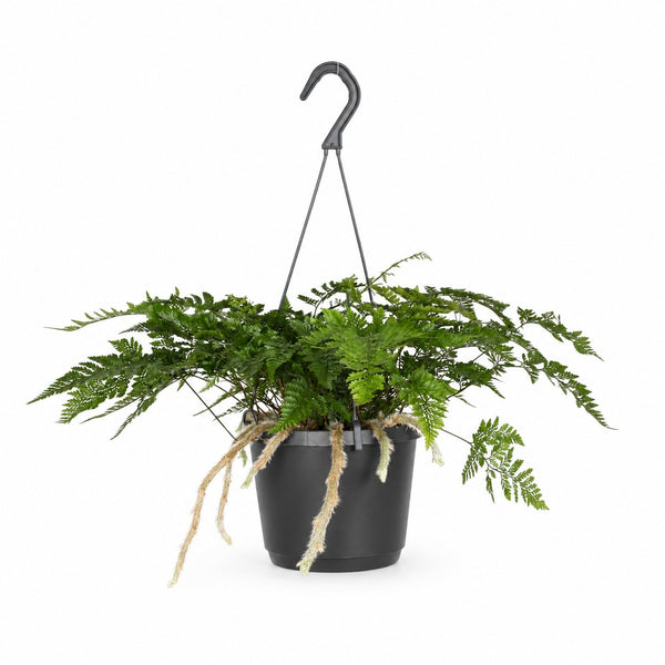Davallia Bullata (30cm, Ø17cm) im Kulturtopf