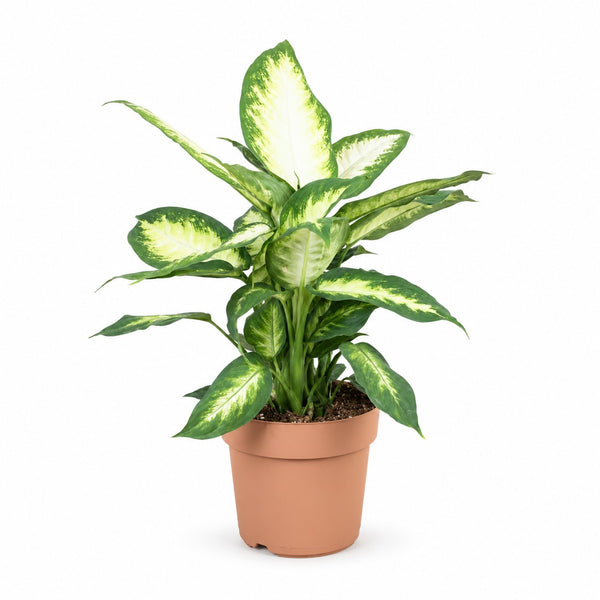 Dieffenbachia Camilla (45cm, Ø17cm) im Kulturtopf