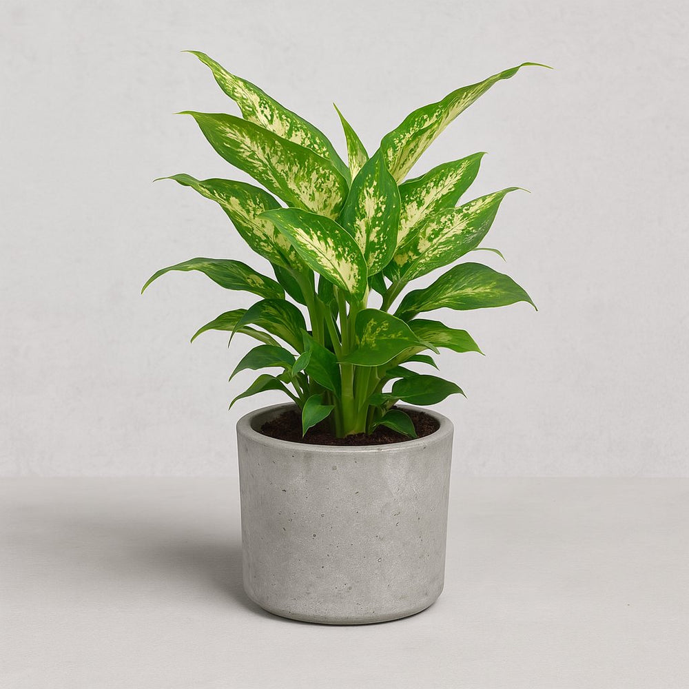dieffenbachia groß Dieffenbachia Compacta