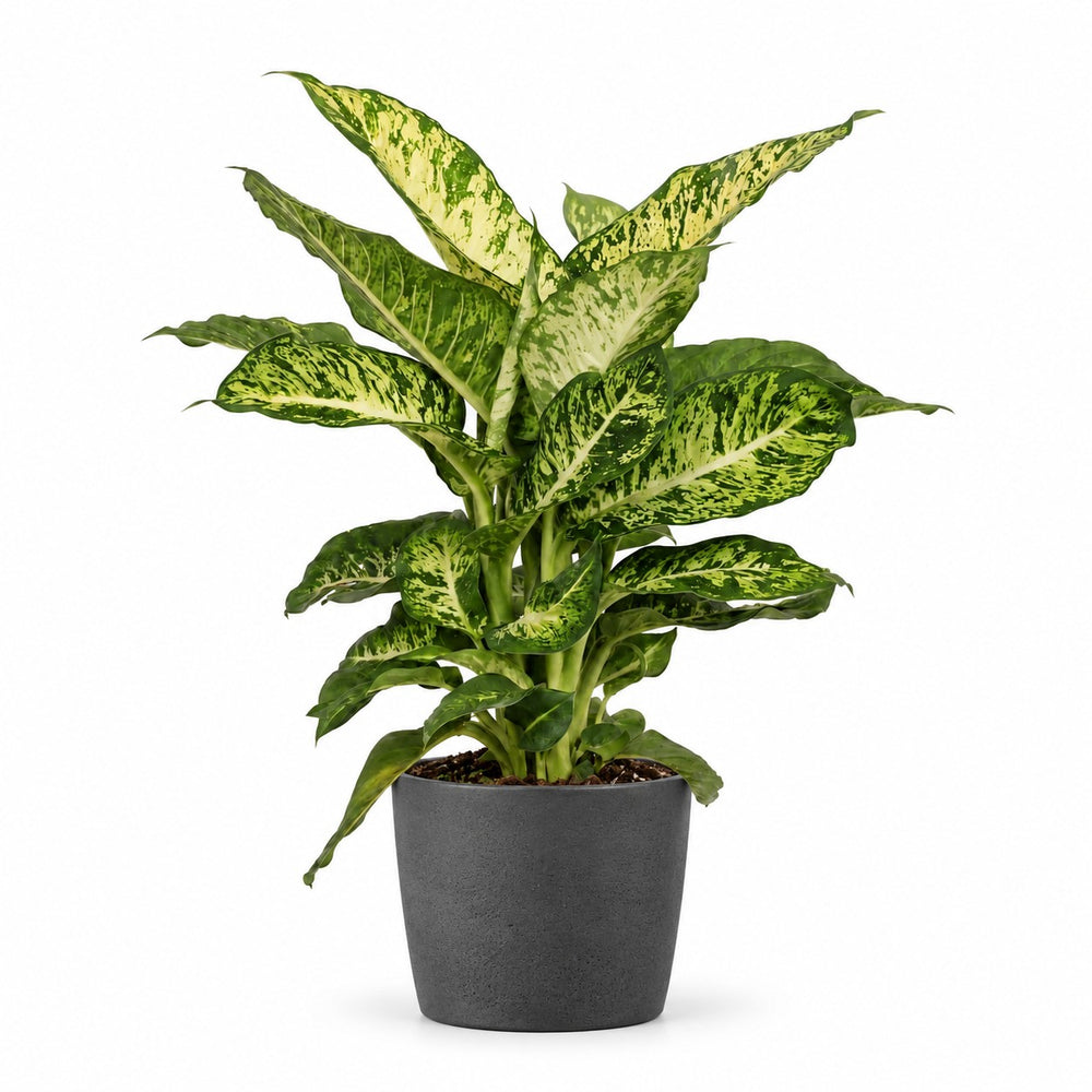 Dieffenbachia Mars (50cm, Ø17cm), Stylingbeispiel im Übertopf (Übertopf nicht enthalten)