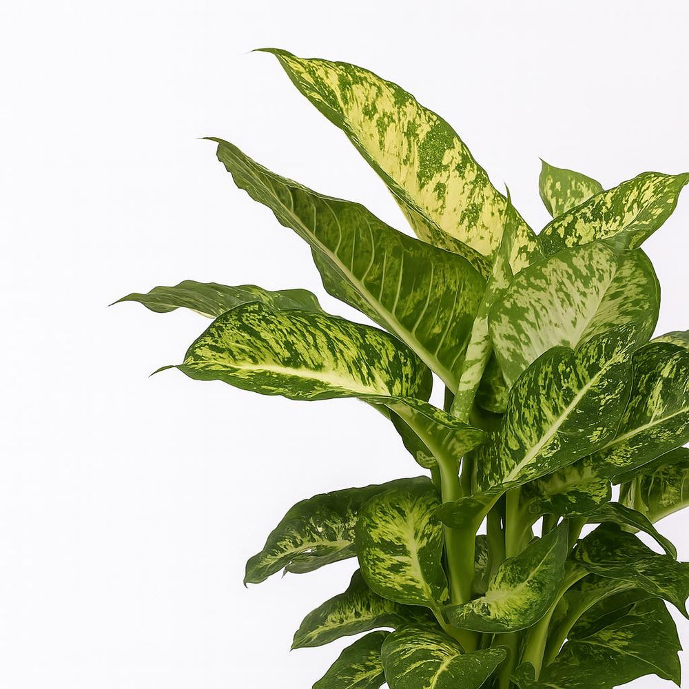 dieffenbachia mars Dieffenbachia Mars