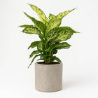 Dieffenbachia Mars 50cm im 17cm Topf