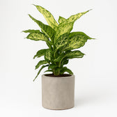 Dieffenbachia Mars 50cm im 17cm Topf