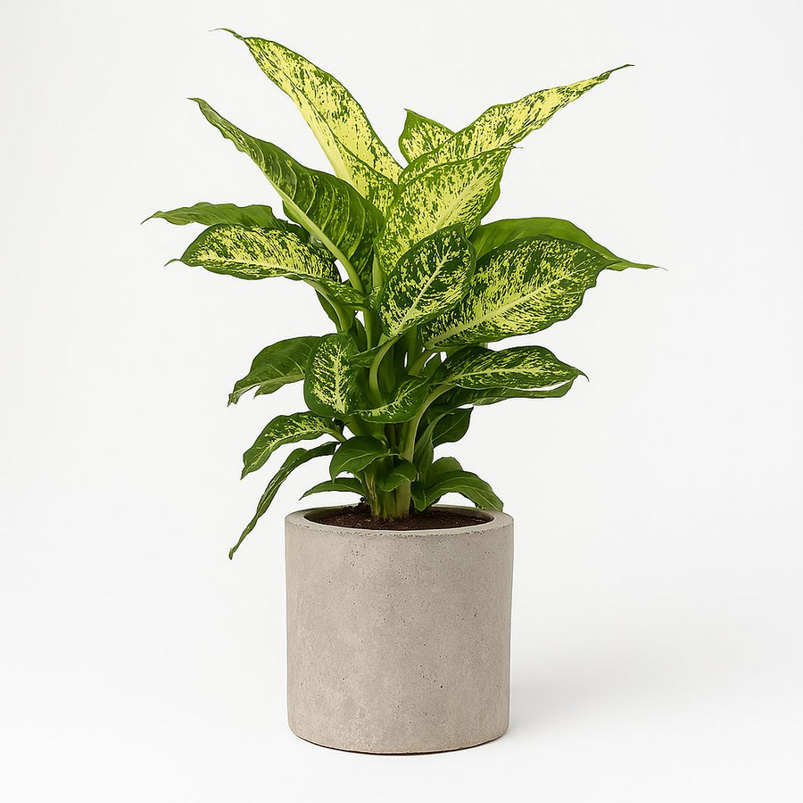 Dieffenbachia Mars 50cm im 17cm Topf