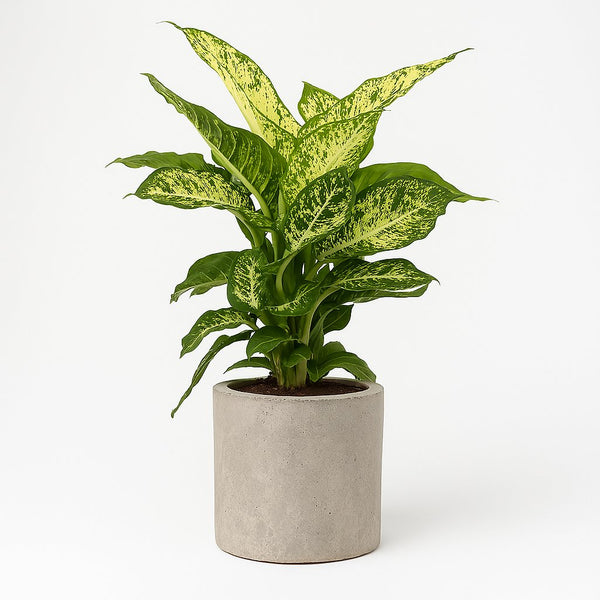 dieffenbachia katzen giftig Dieffenbachia Mars