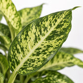 Dieffenbachia Mars, Nahaufnahme Blatt