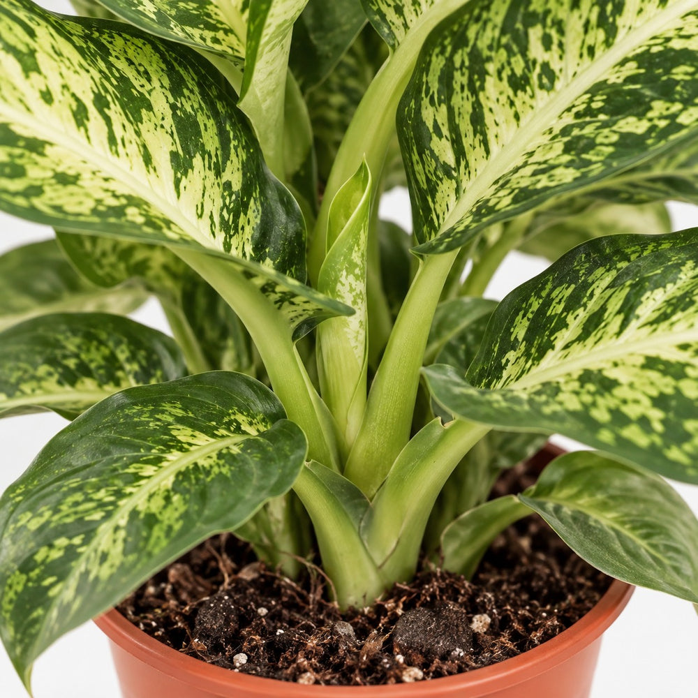 Dieffenbachia Mars, Nahaufnahme Wuchs und Triebansatz