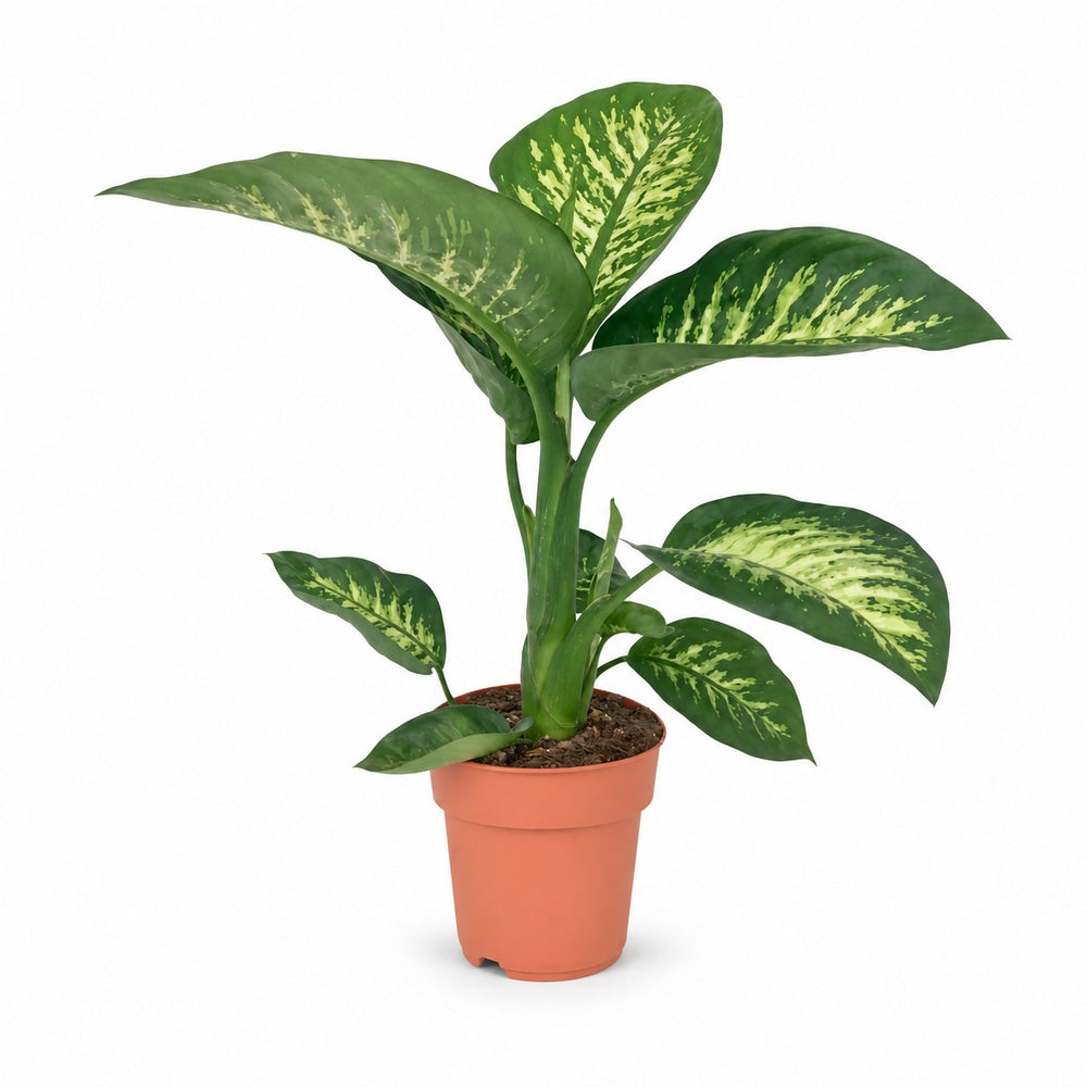 Dieffenbachia Seguine Tropic Snow (70cm, Ø19cm) im Kulturtopf