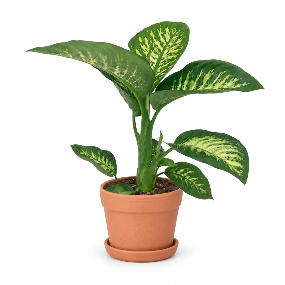 Dieffenbachia Seguine Tropic Snow (70cm, Ø19cm), Stylingbeispiel im Übertopf (Übertopf nicht enthalten)